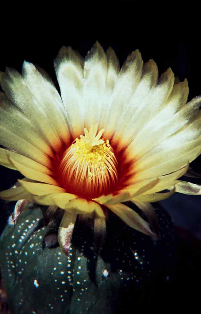 Astrophytum-asterias-1971