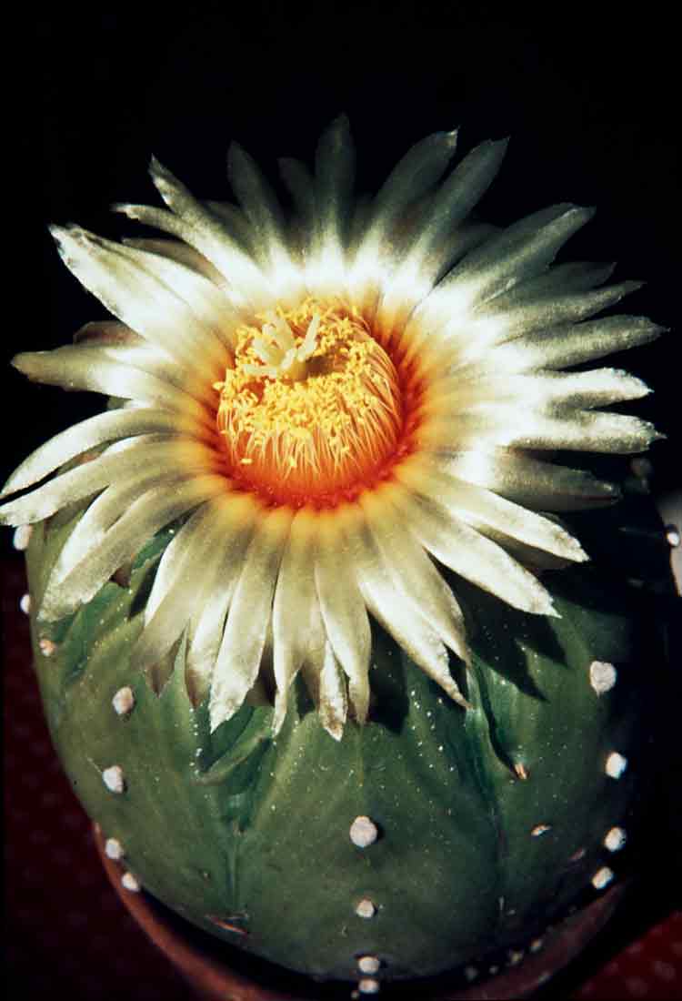 Astrophytum-asterias-1981