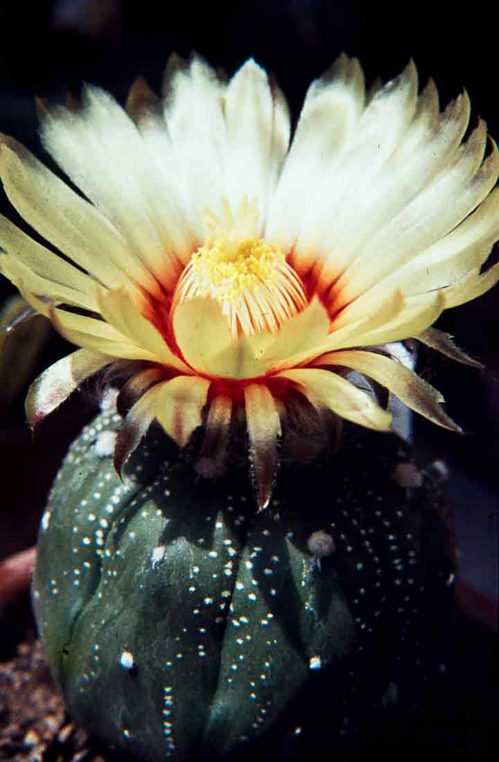 Astrophytum asterias 2 1971