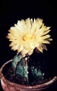 Astrophytum capricorne 1981