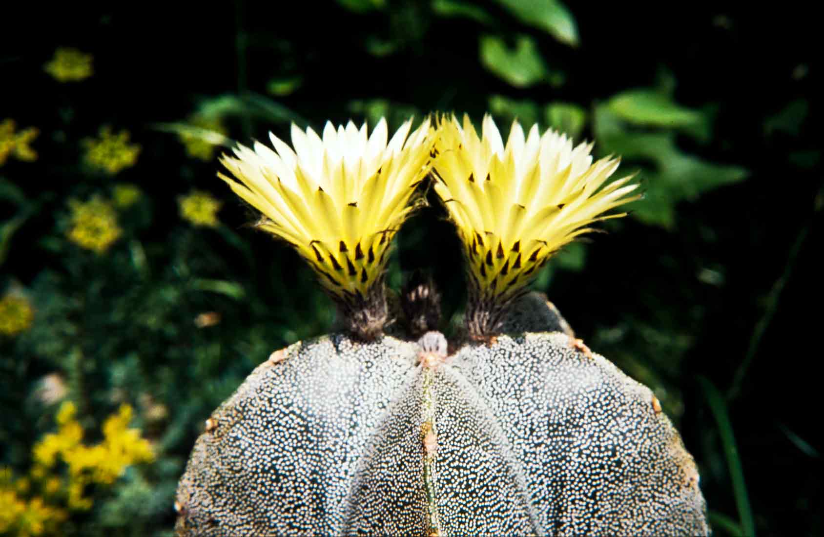 Astrophytum-myriostigma-1990