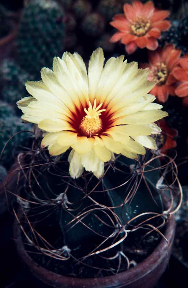 Astrophytum senile 1981