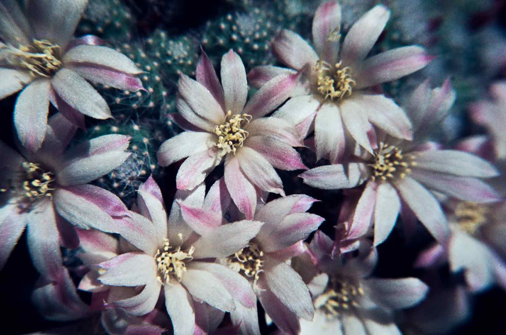 Aylostera albiflora 1983