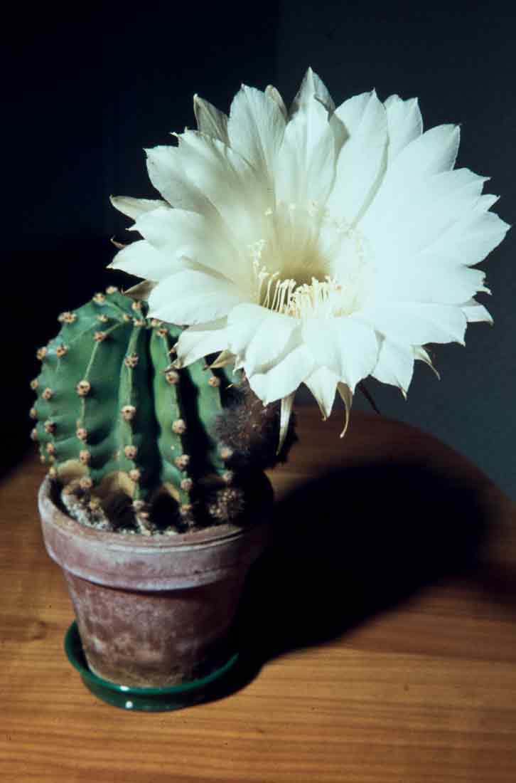 Echinopsis 1961