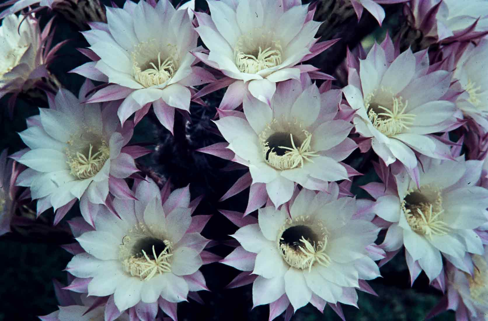 Echinopsis-1967 Kakteen mit Musik
