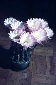 Echinopsis 1978