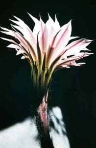 Echinopsis 2 1958