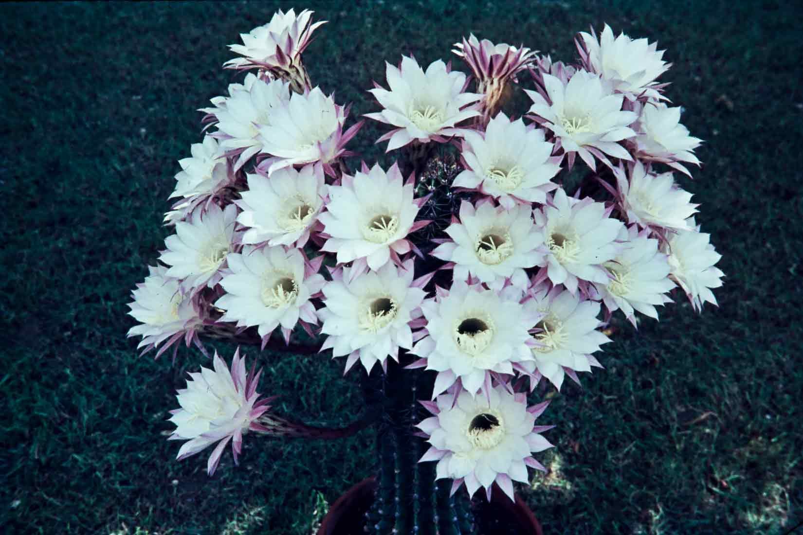 Echinopsis 2 1967
