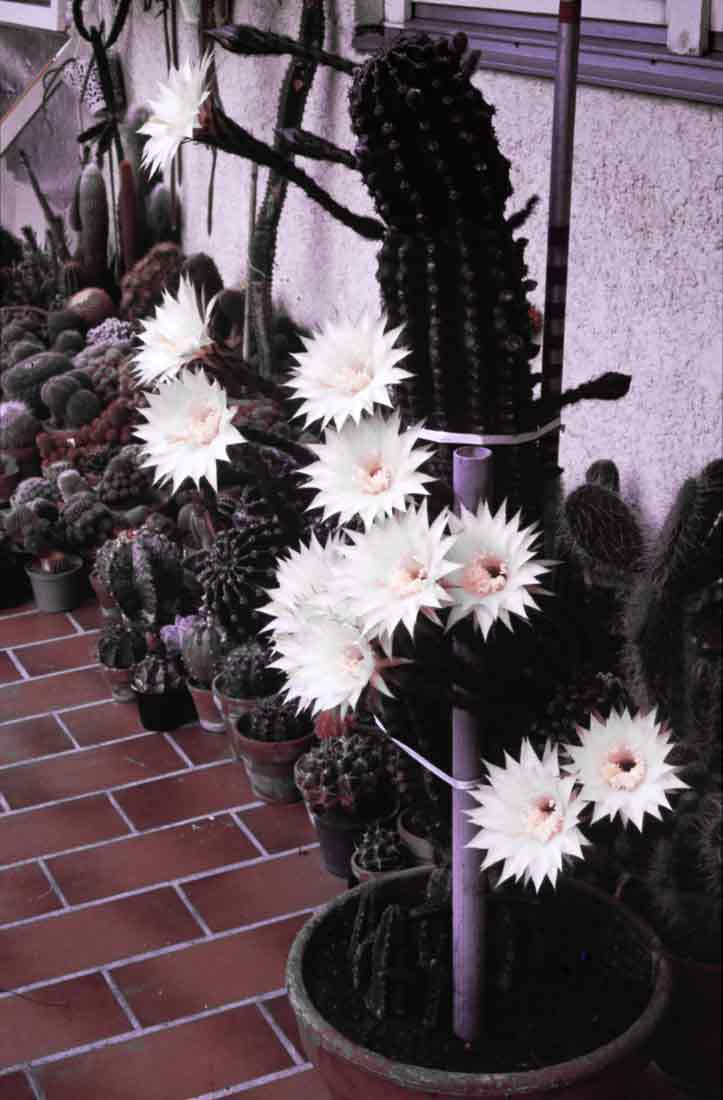Echinopsis-Kirchheim-1980