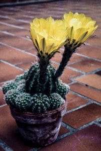 Echinopsis aurea 1981