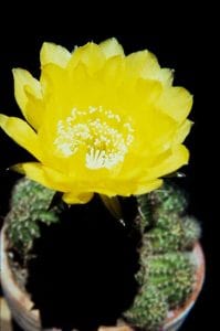Echinopsis-aurea-1982