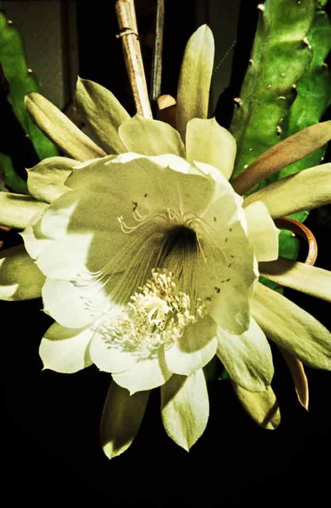 Epiphyllum 1959