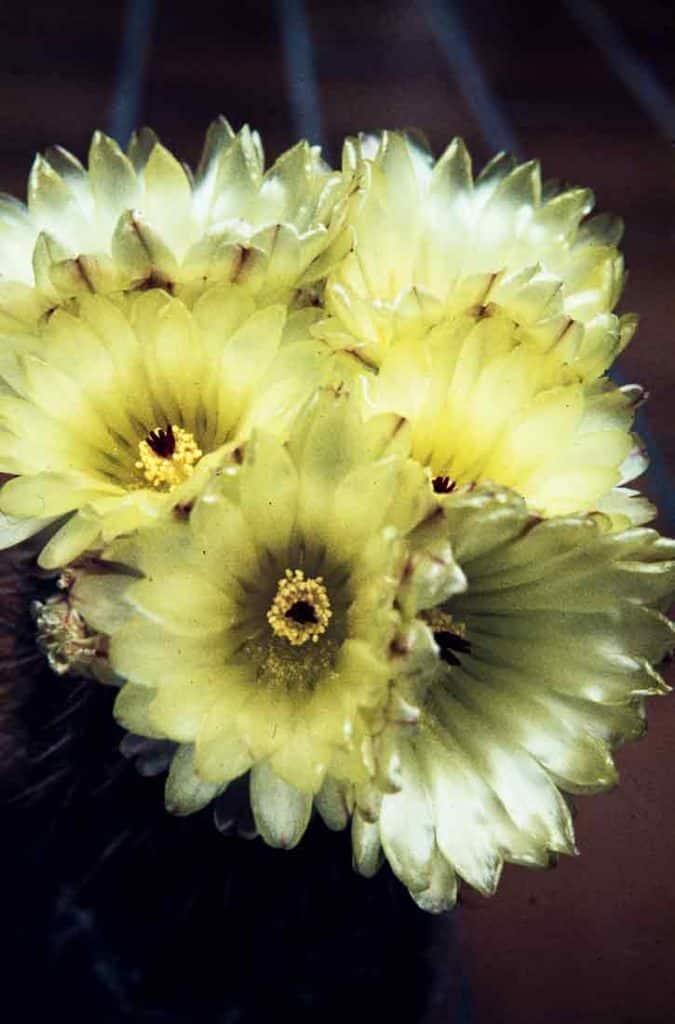 Notocactus 1983