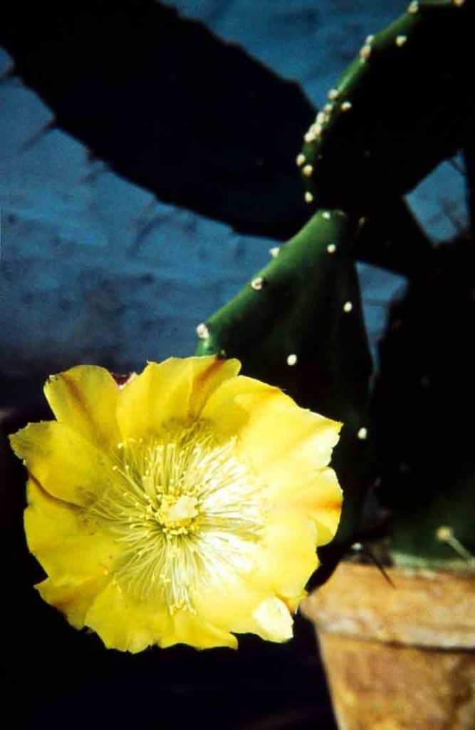 Opuntia-ficus-indica-1960