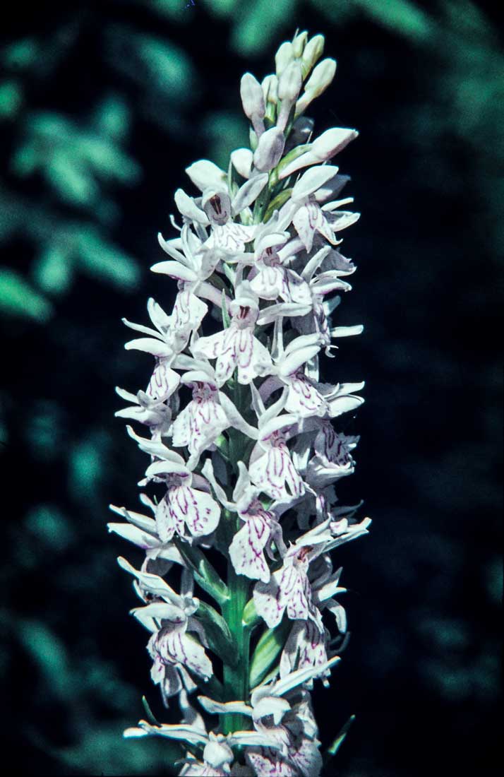 Orchis-maculata-1962