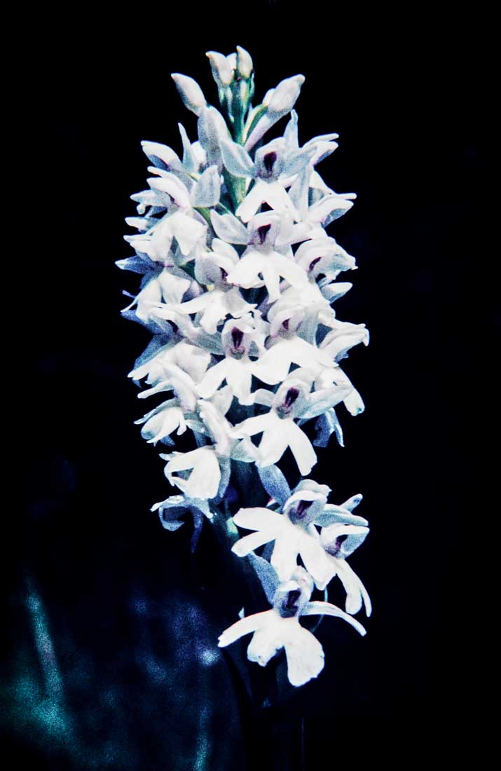 Orchis maculata 1963