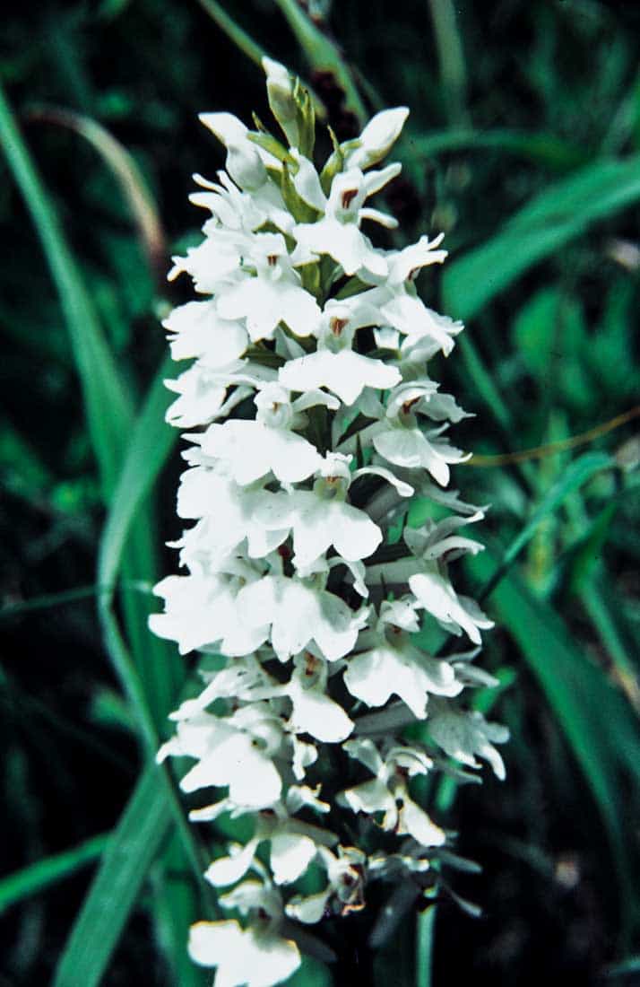 Orchis-maculata-1963