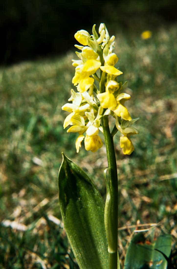 Orchis-pallens-1989