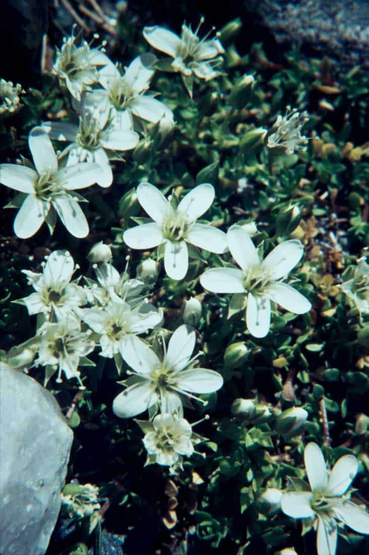 Caryophyllaceae